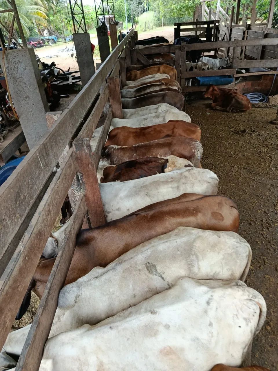 Bezerros desmamados - Foto 2