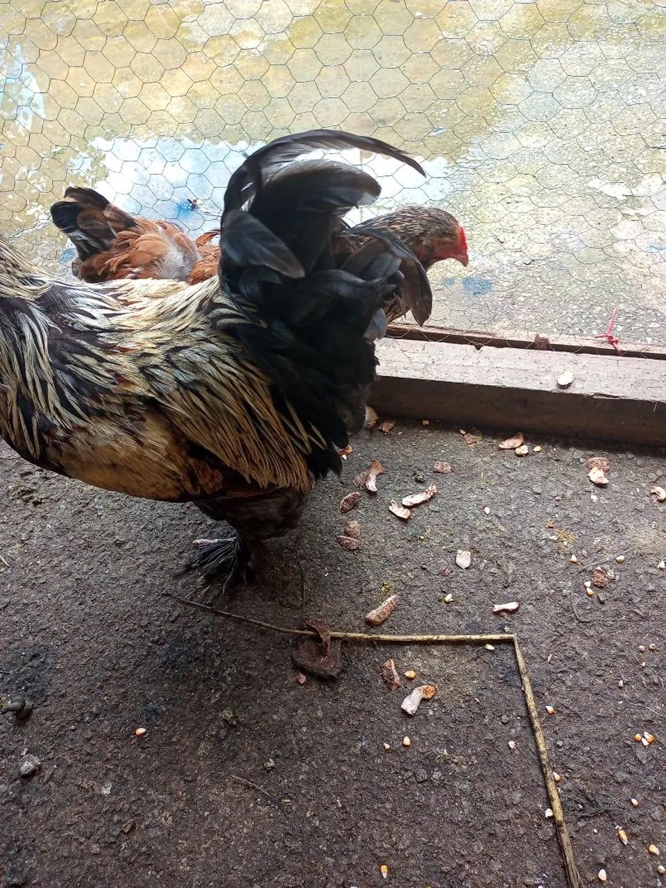 Galo e galinha Brama  - Foto 3