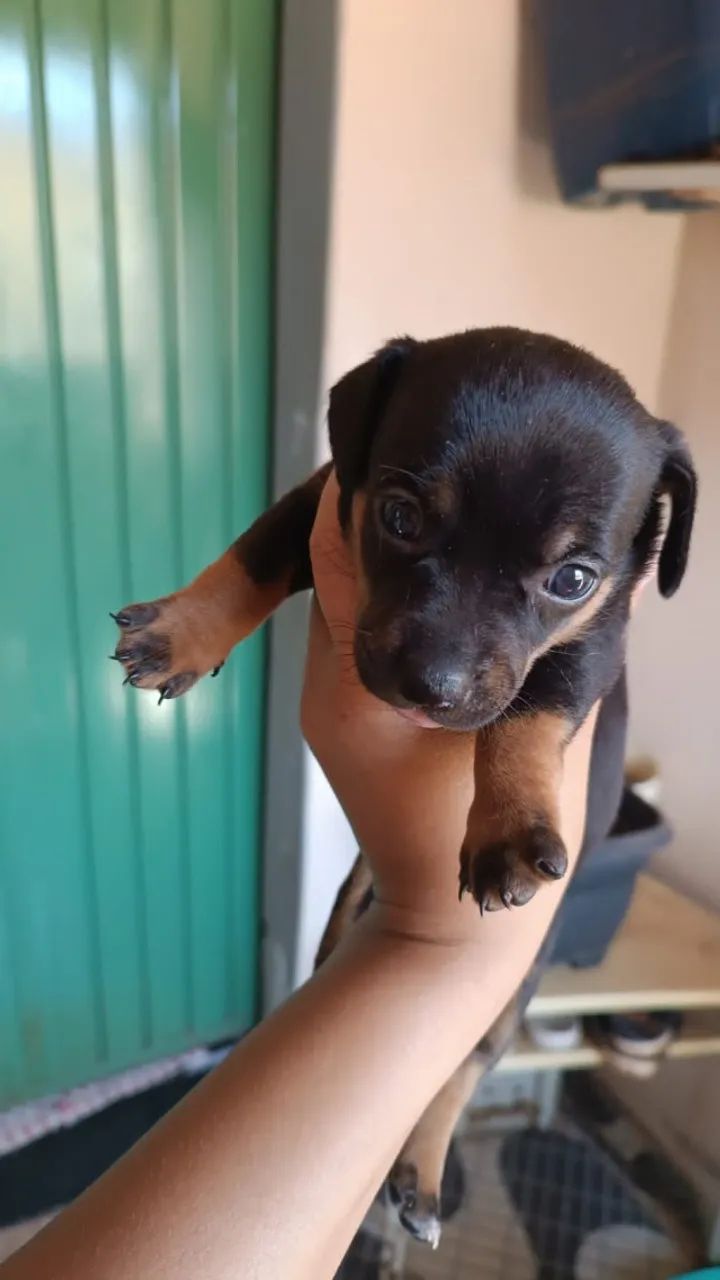 Cachorro