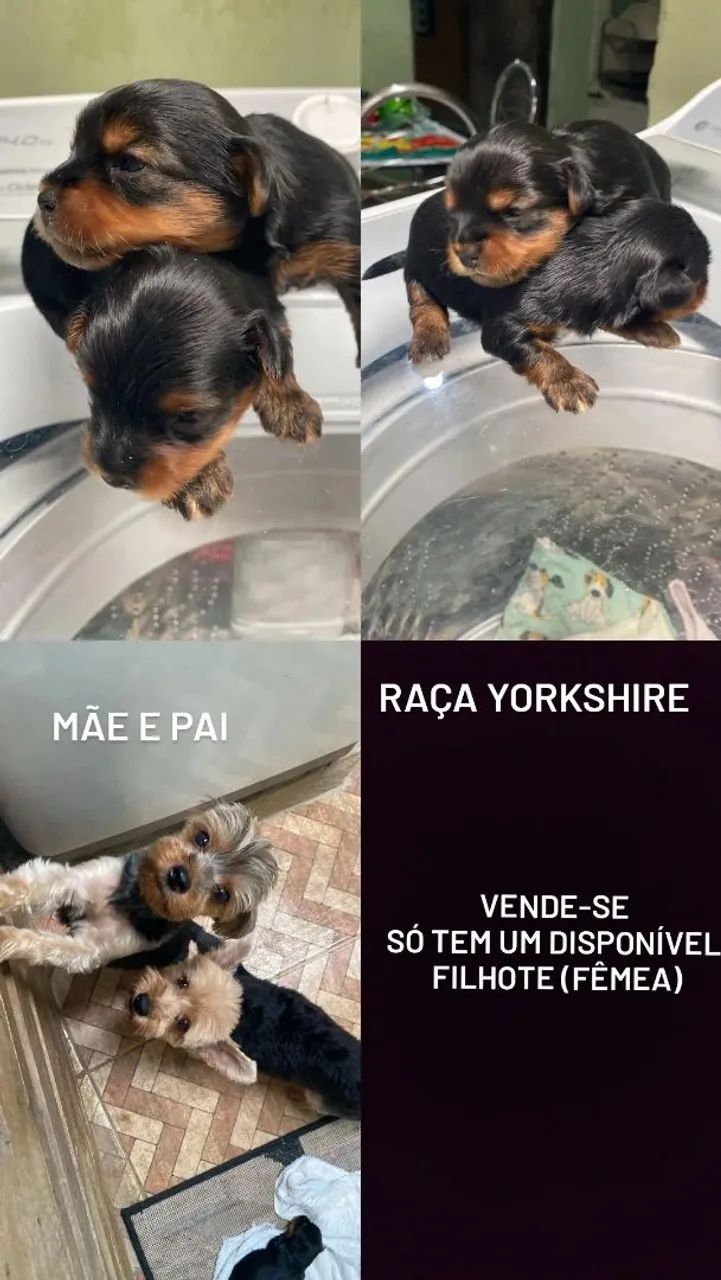 Cachorro da raça yorkshire