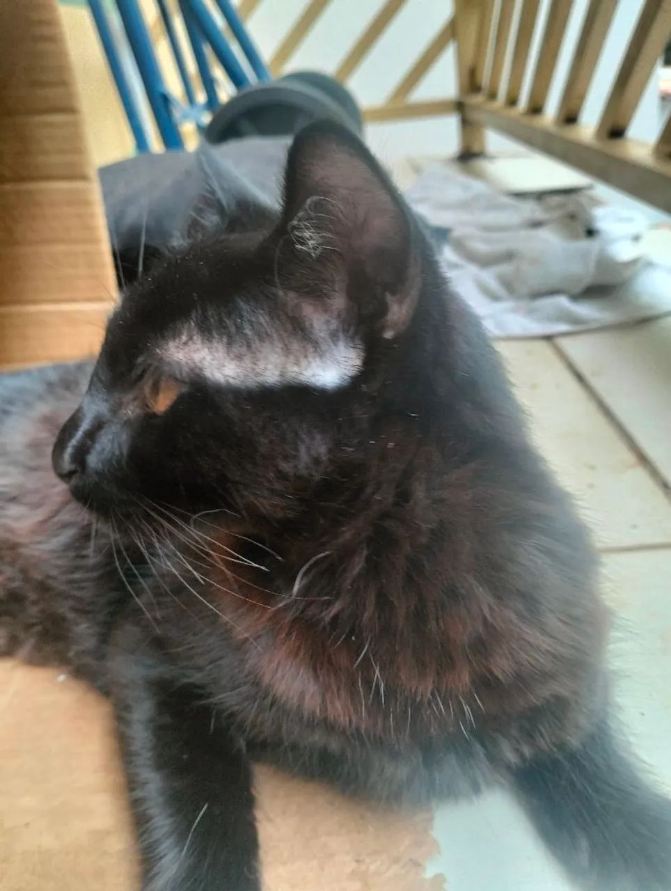 Doação de 2 gatinhos - Foto 4