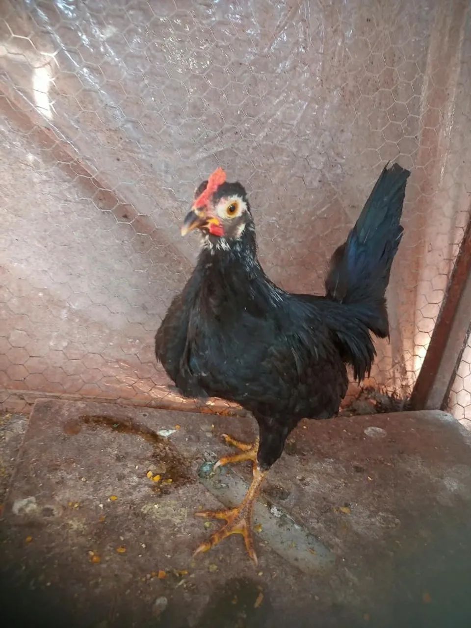 Galos nanicos!! - Foto 2