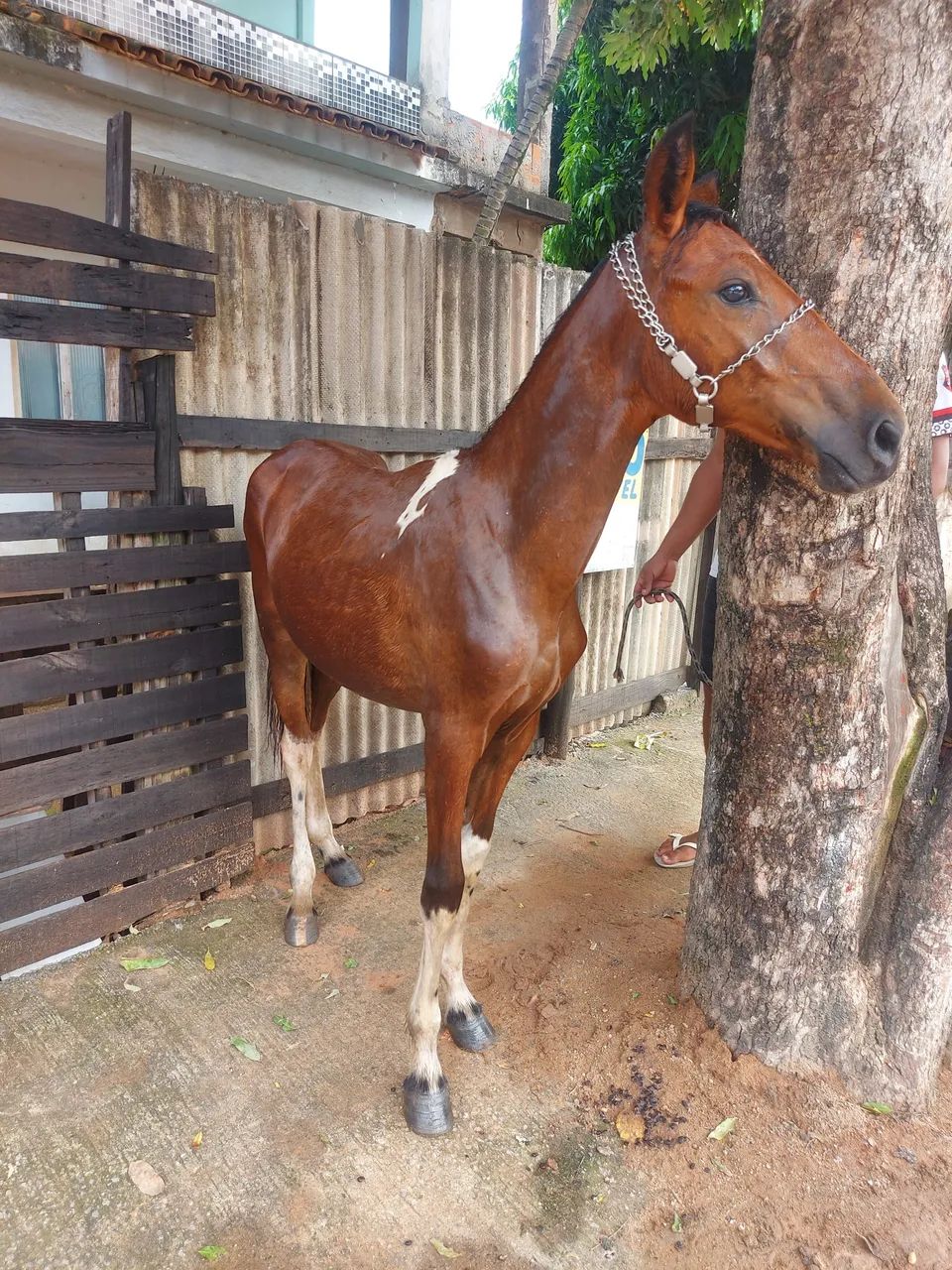 Cavalo - Foto 4