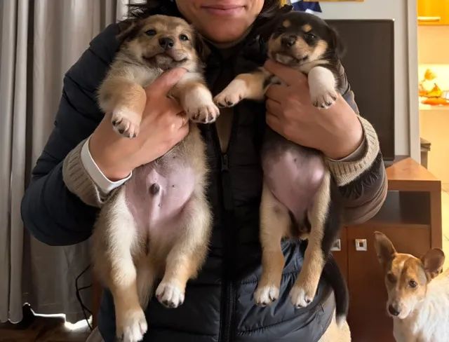 Filhotes de cachorro para doação - Foto 3