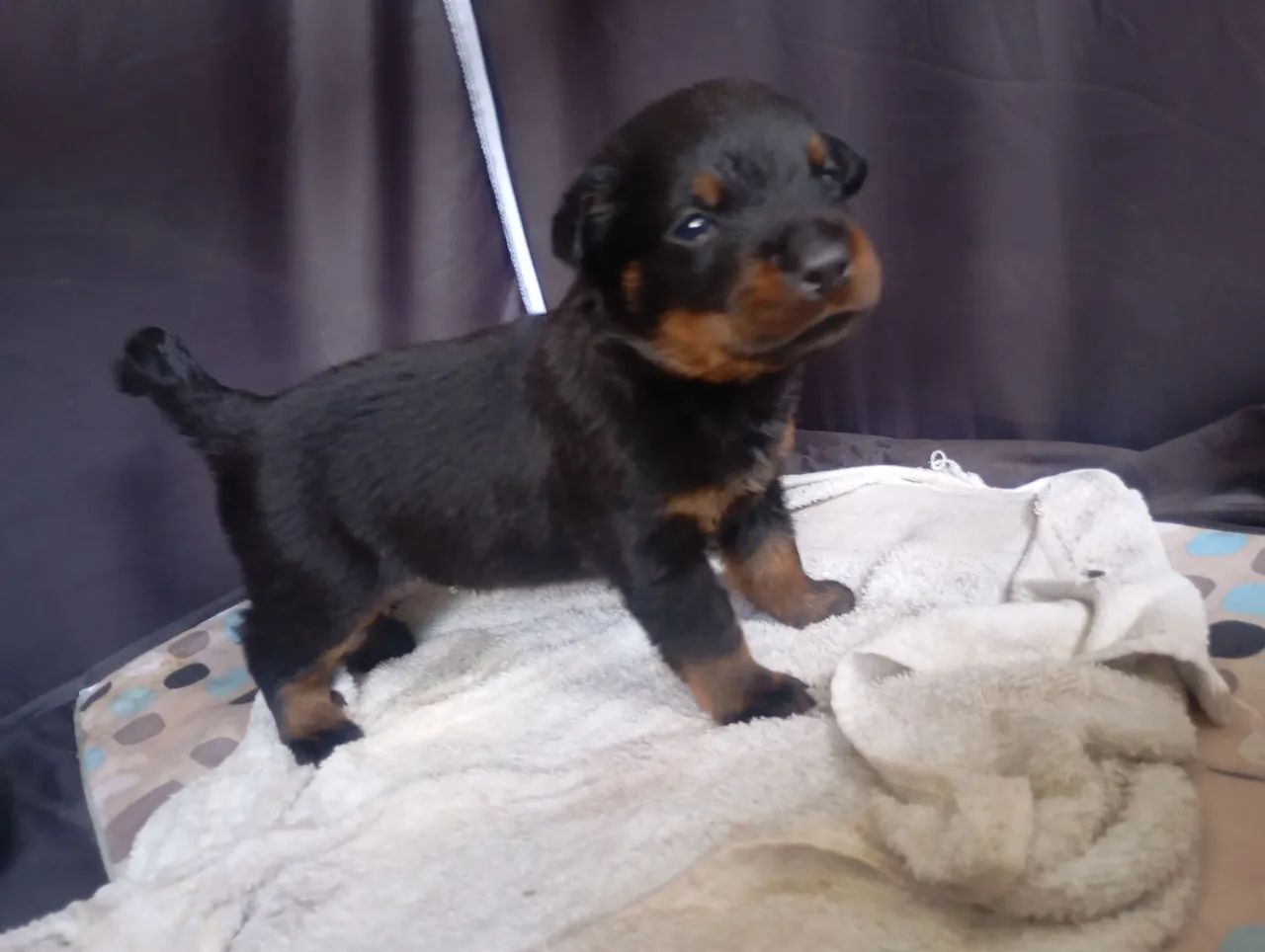 Filhotes de Rottweiler  - Foto 2