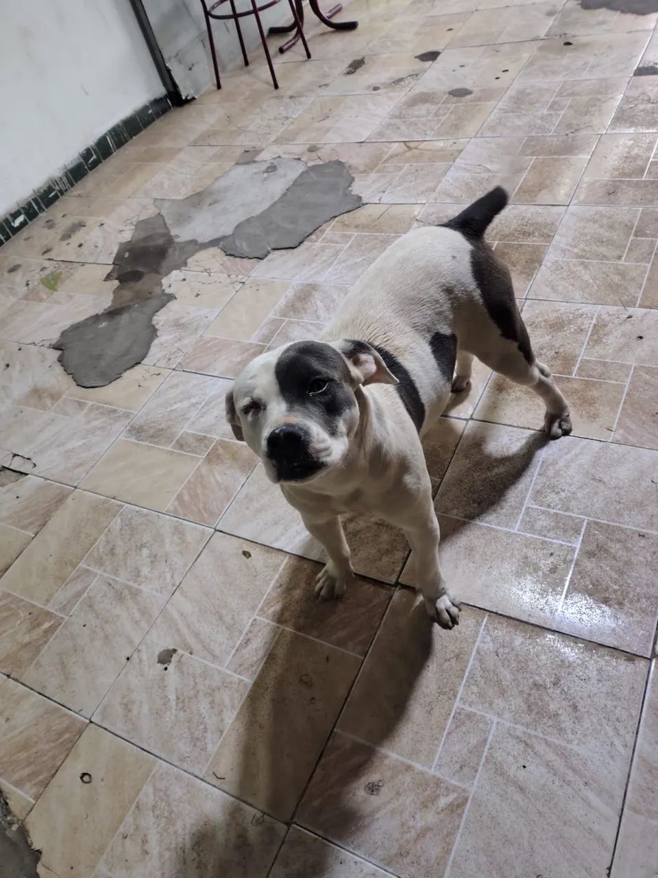 pitbull  - Foto 4