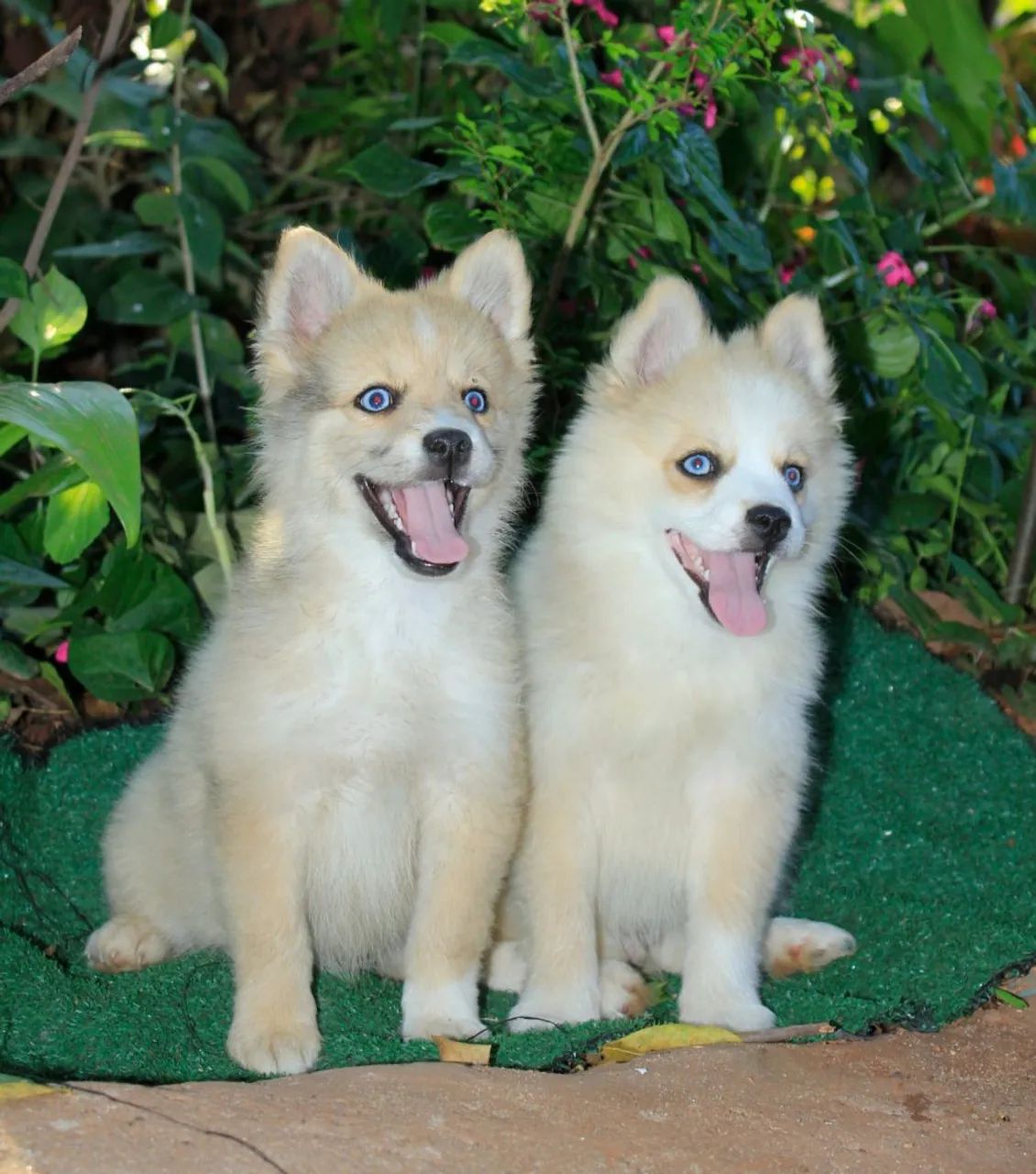 Pomsky F3 ( mini) - Foto 3