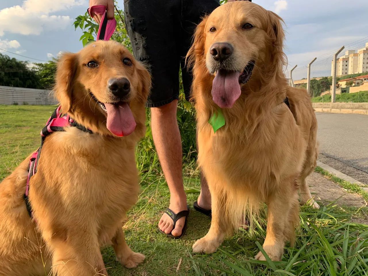 Golden retriever  - Foto 3