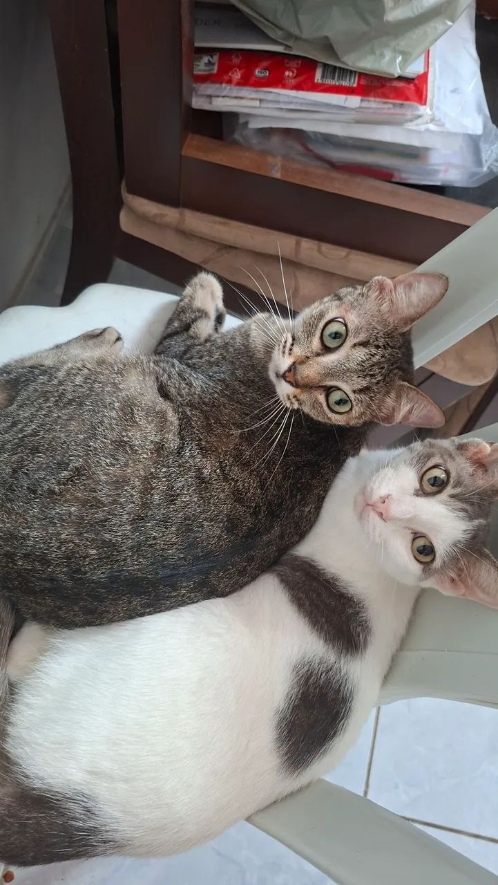Doação  - Foto 3