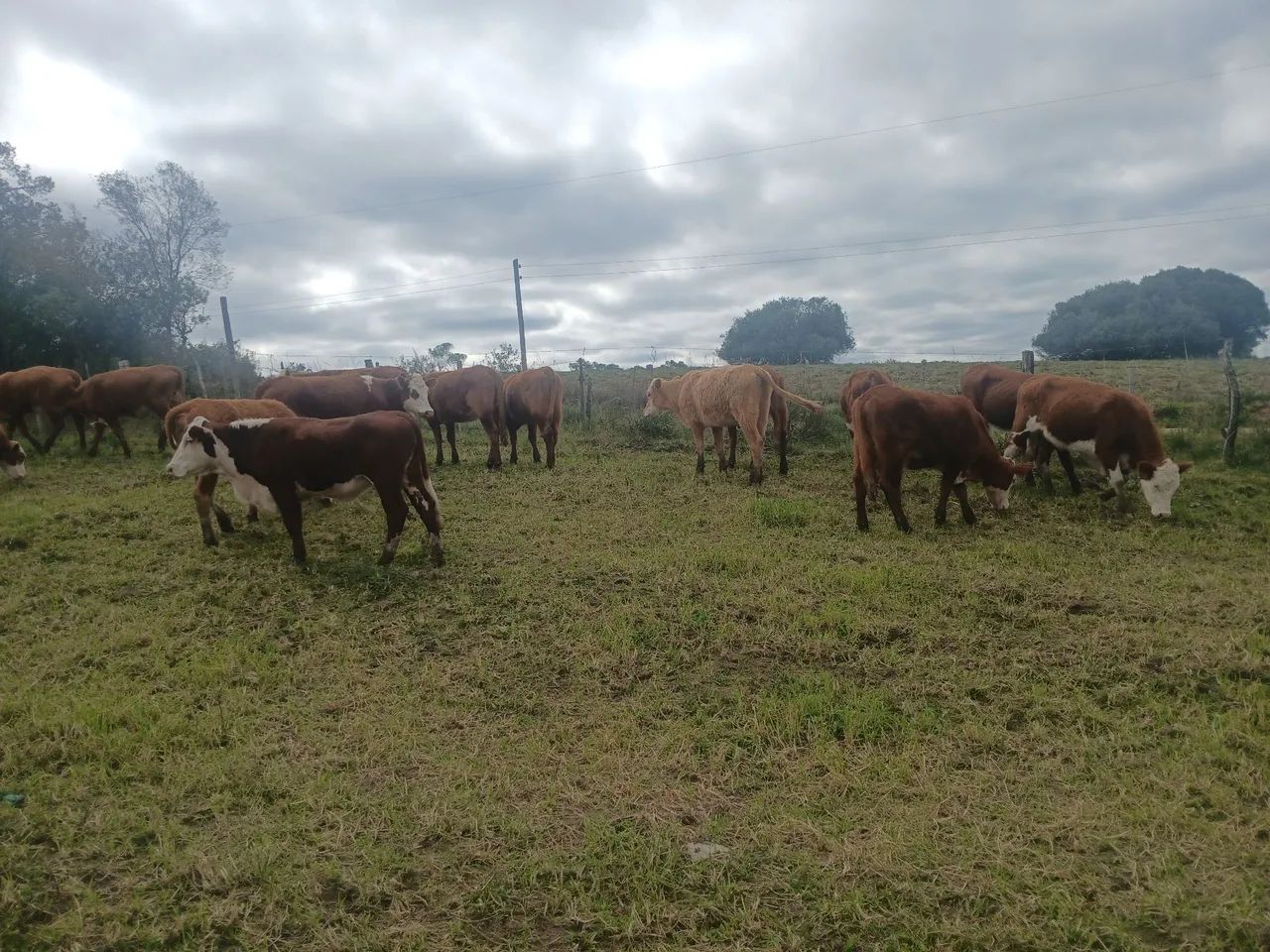 Vende-se - Foto 3