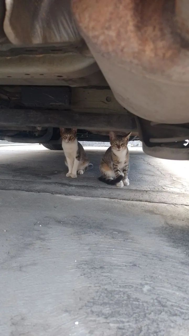 Adoção  - Foto 5