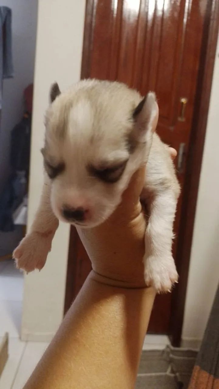 Husky siberiano - Foto 2