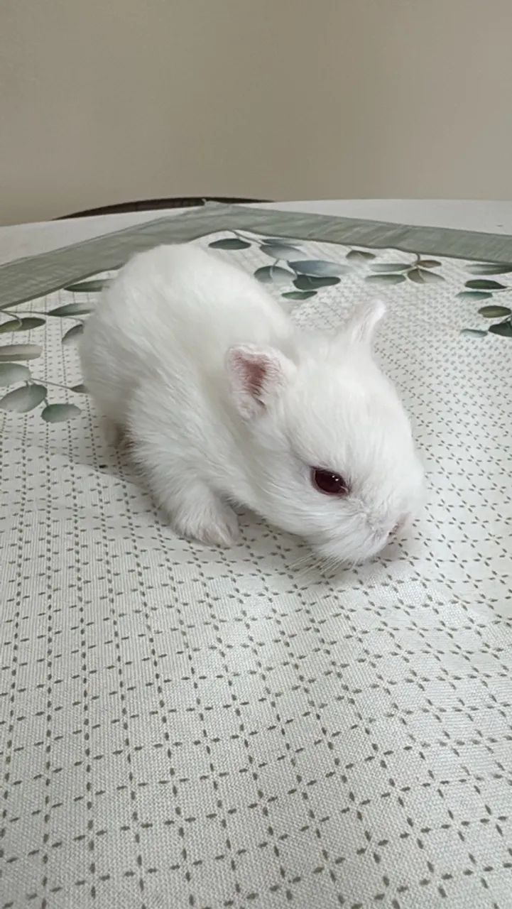 Filhote de coelho mini - Foto 2