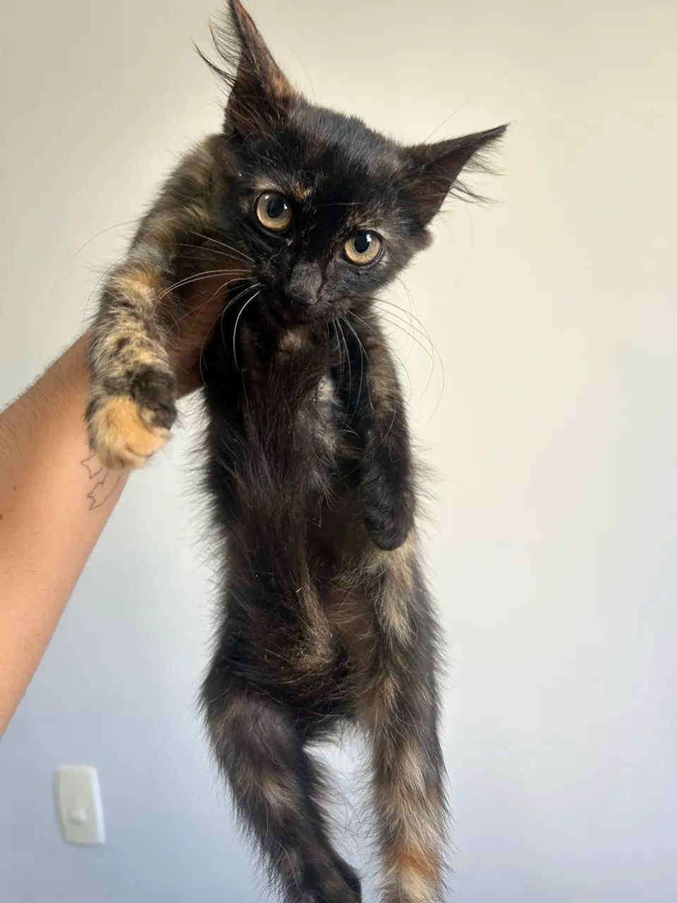 Gatinhas para adoção  - Foto 3