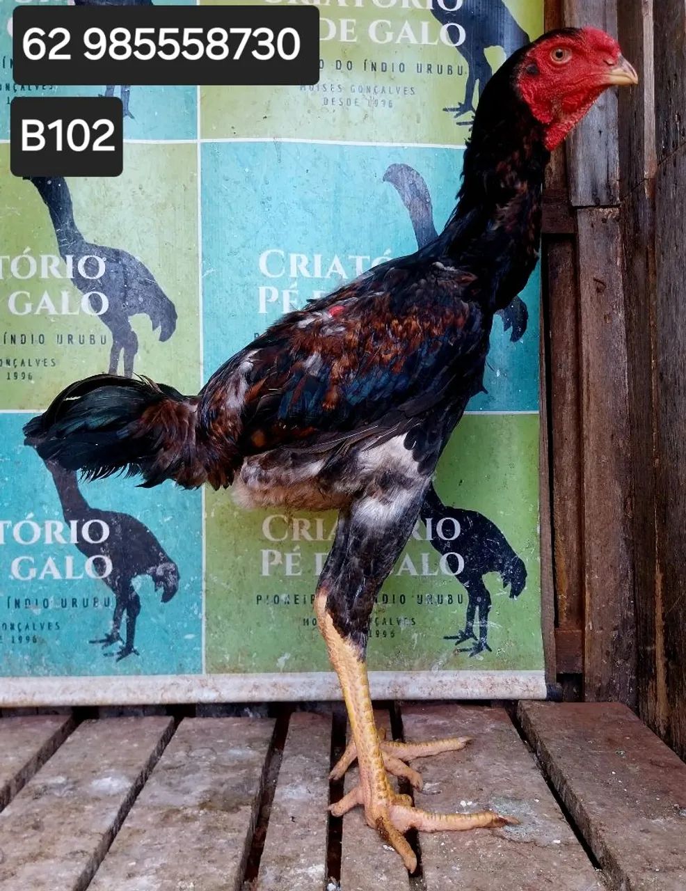 ÍNDIO GIGANTE  - Foto 2
