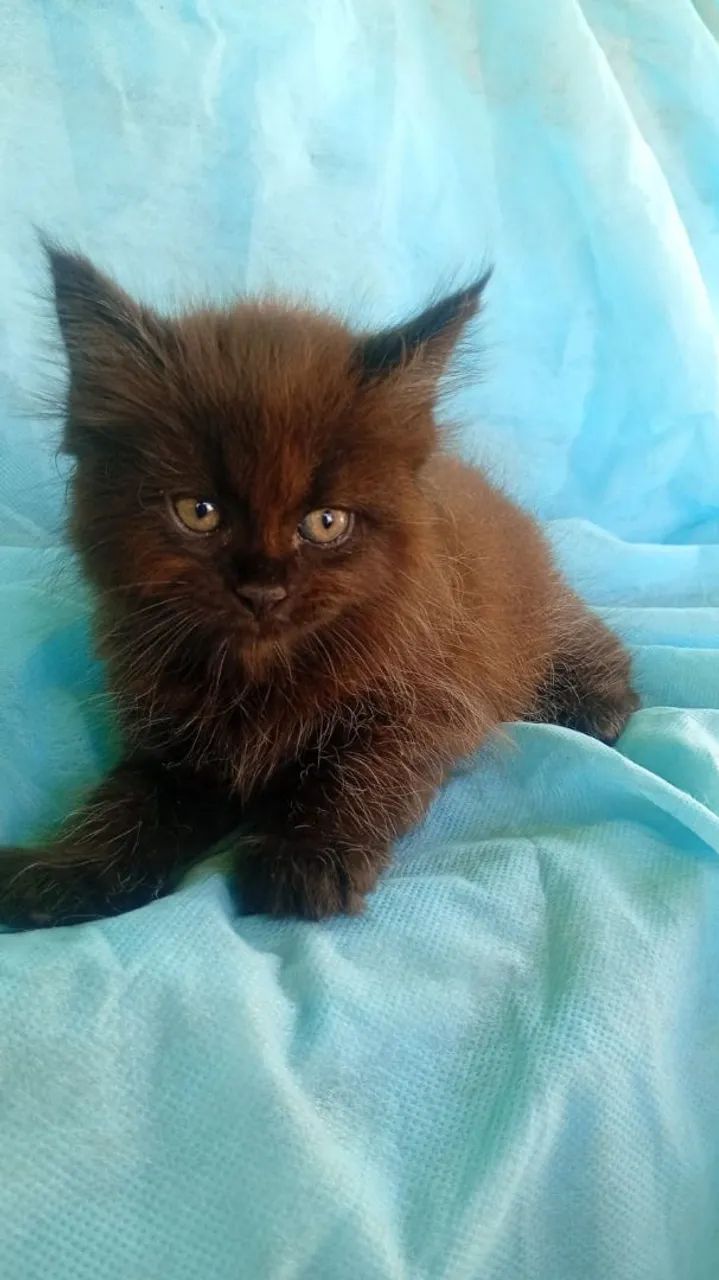 Gato Maine coon  - Foto 4