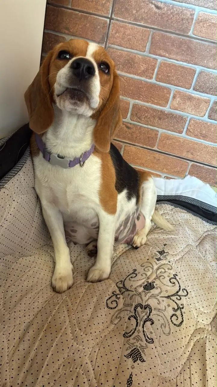 Beagles 13 polegadas  - Foto 2