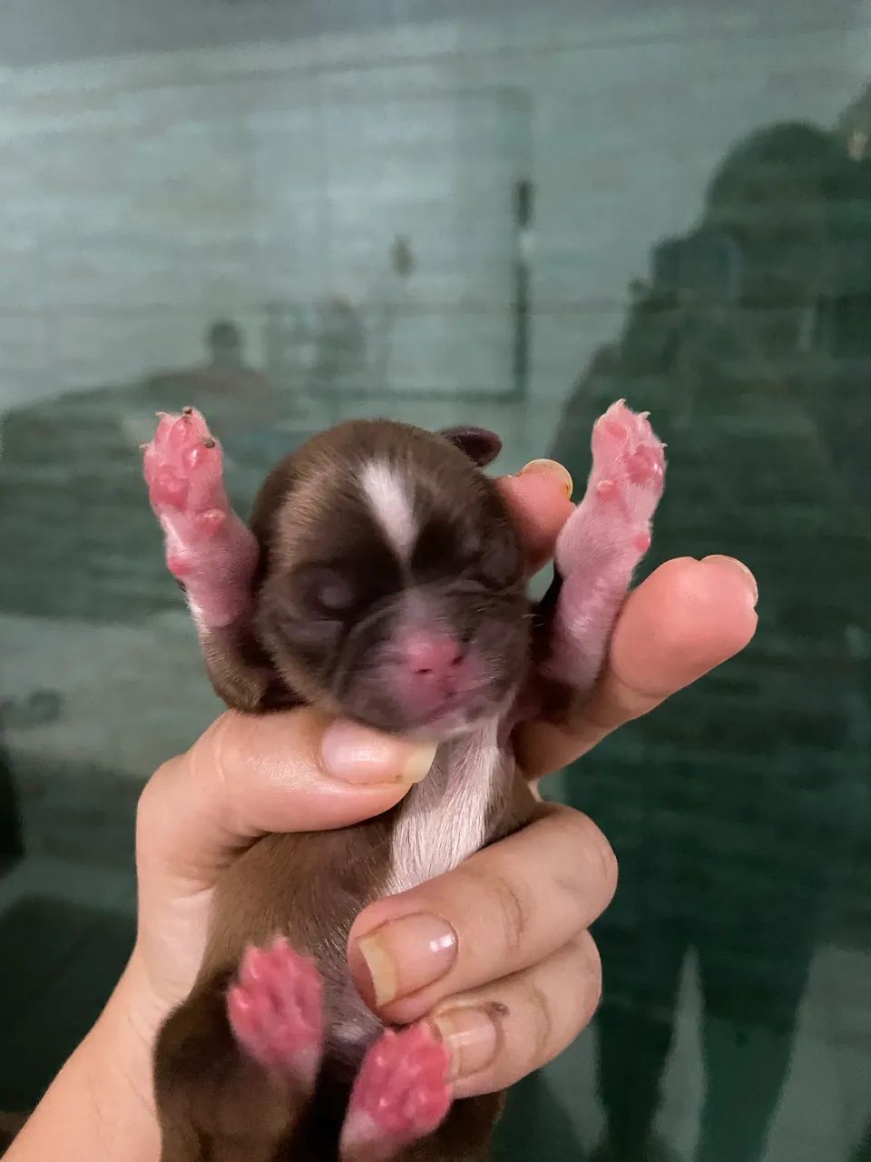 Cachorro - Foto 2
