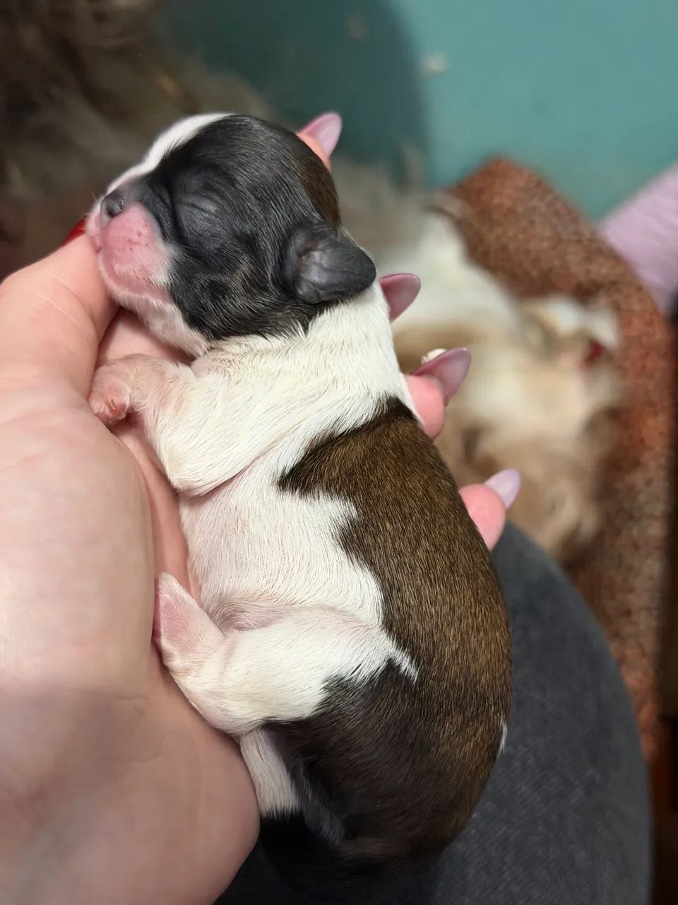 Mini Shitzu  - Foto 2