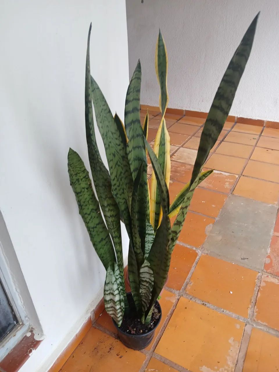 VASOS DE PLANTAS - Foto 4