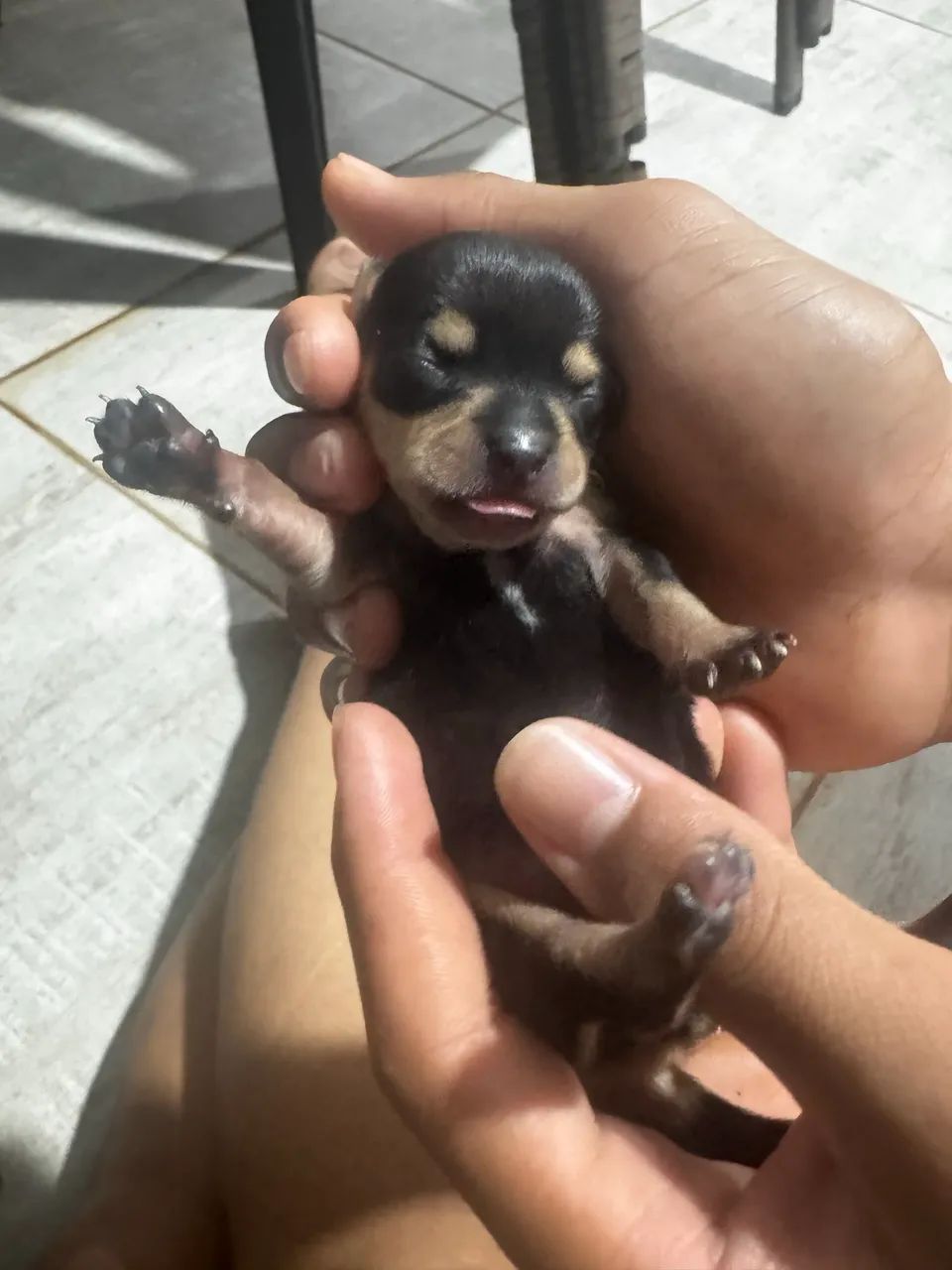 Filhote de pinscher