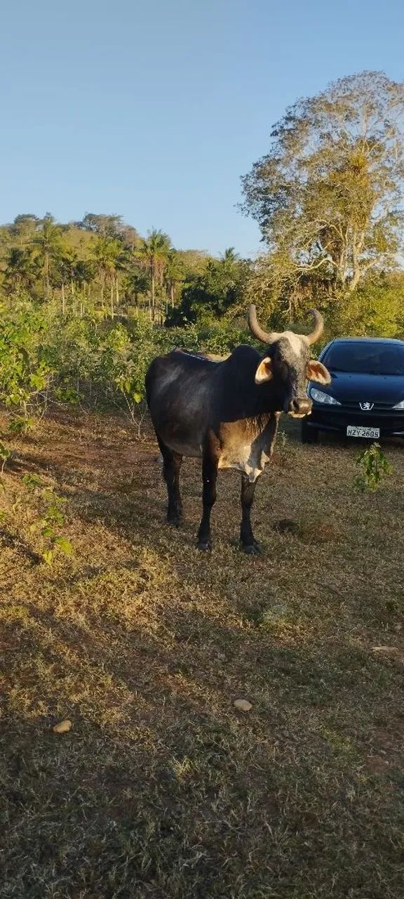 Vendo uma vaca - Foto 4