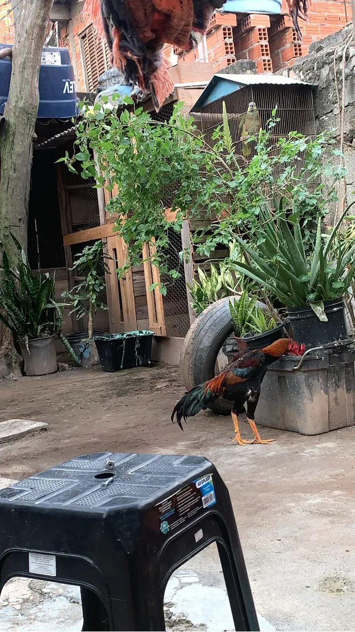 Galo índio  - Foto 3