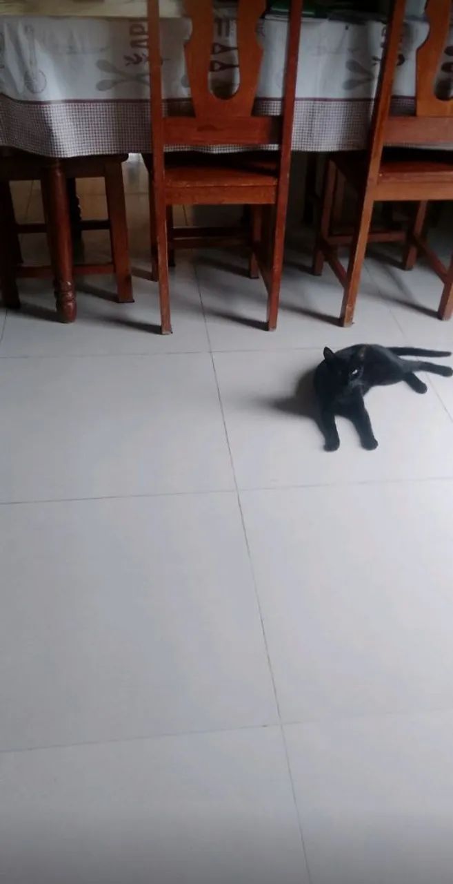 Vendo sítio/chácara  - Foto 5