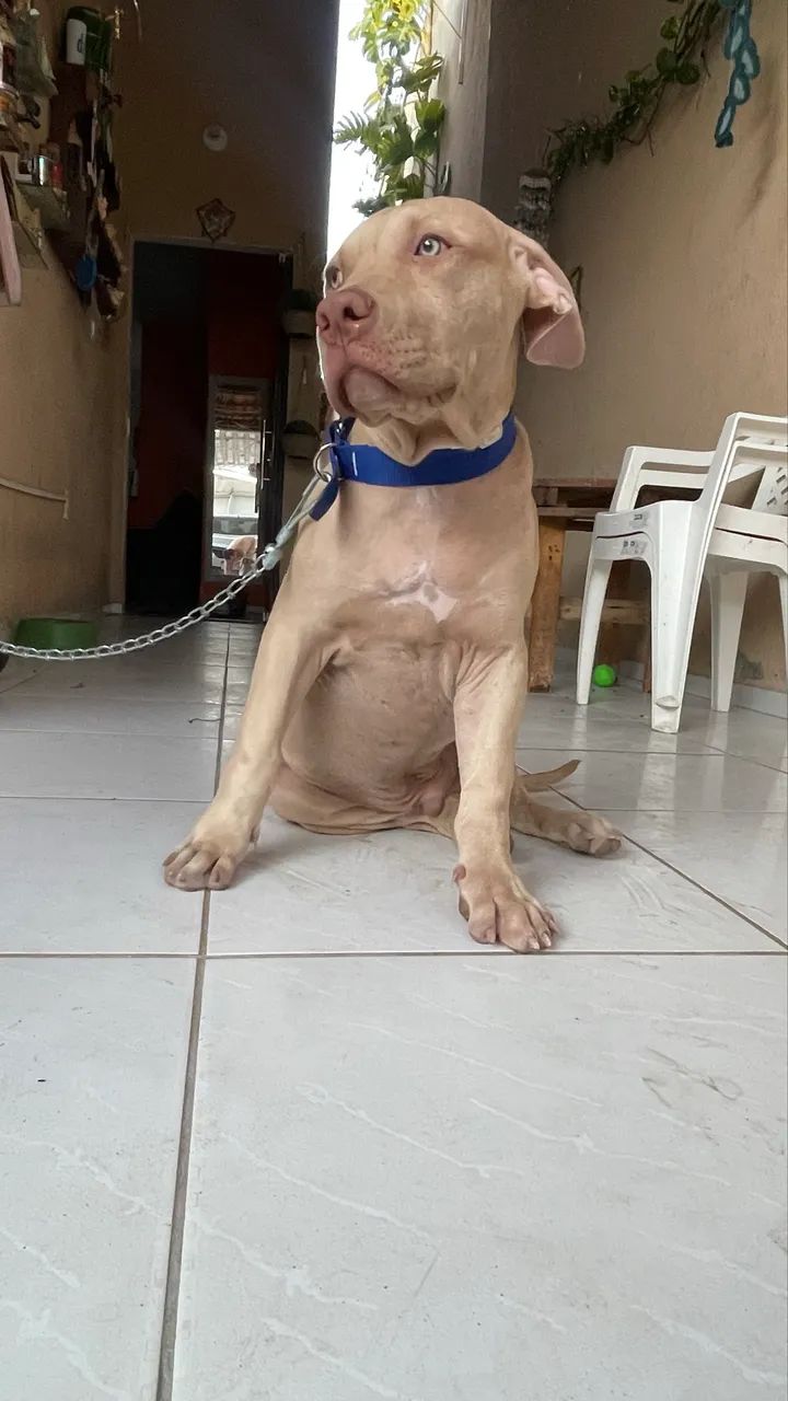 Vendo filhote de pitbull  - Foto 5