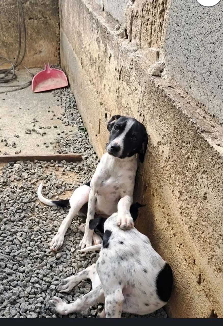Adoção responsável cachorrinho (Macho) - Foto 2
