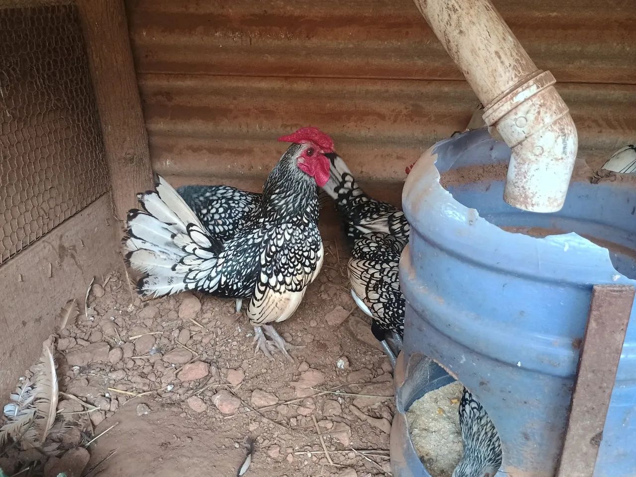 Sebright prateado  - Foto 5