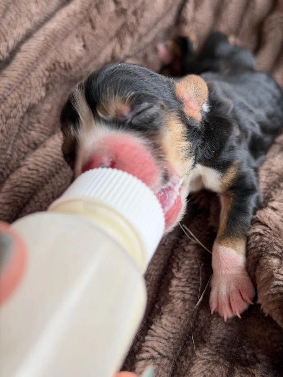 ÚLTIMO COCKER SPANIEL TRICOLOR MACHO