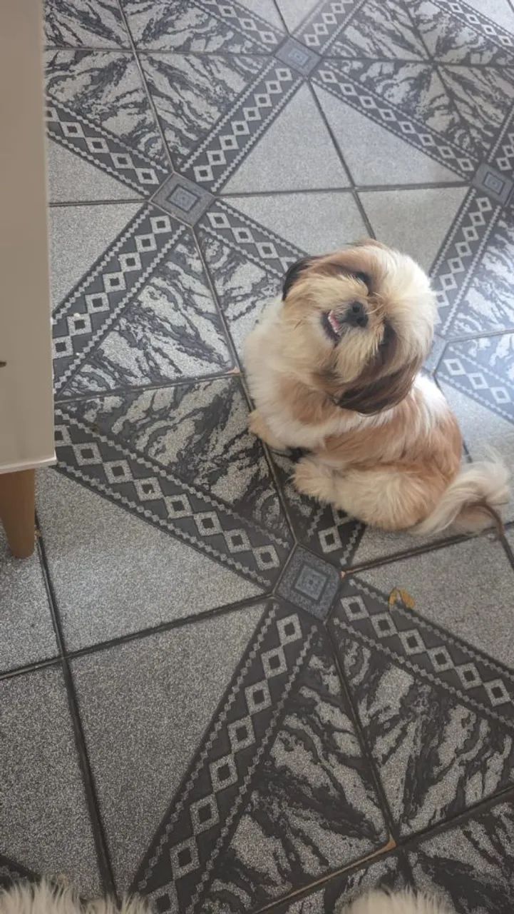 Vende-se Shitzu  - Foto 4