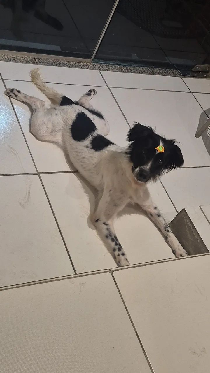 Adoção - Foto 4