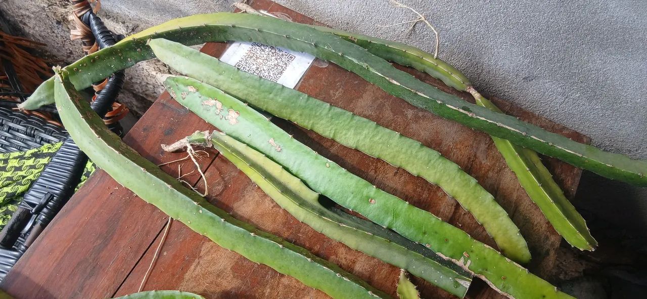 Muda de.pitaya 10  - Foto 2