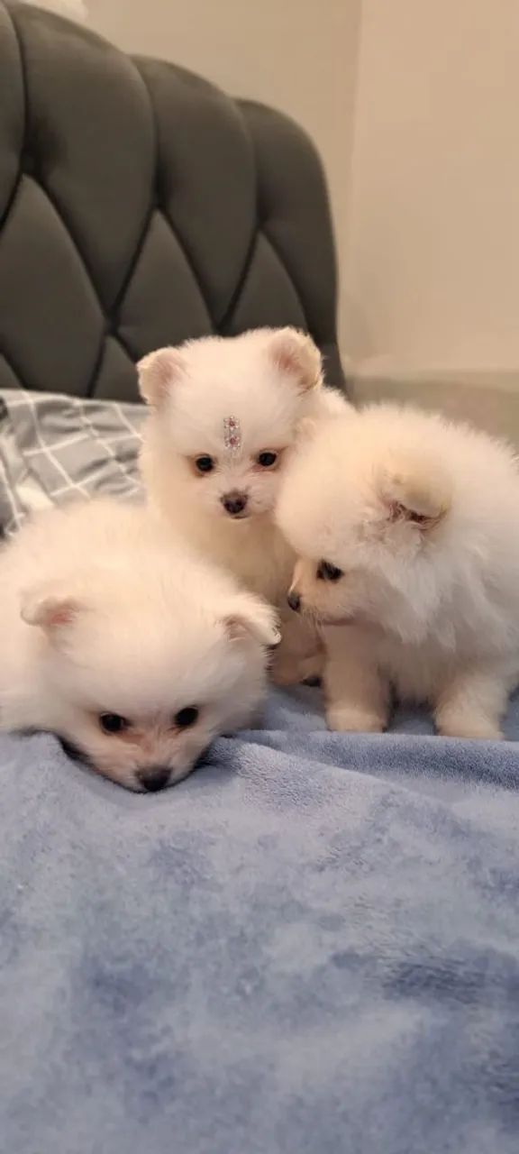filhotes cachorro  Spitz alemão  - Foto 2