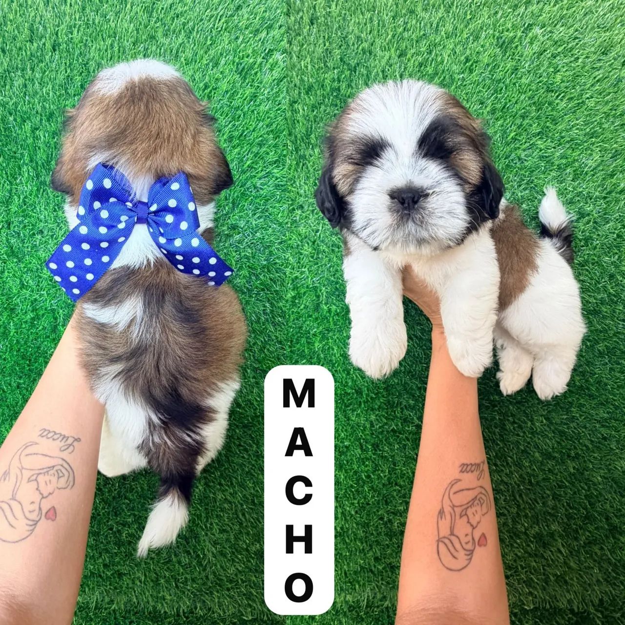 Macho de shit-zu - Foto 2