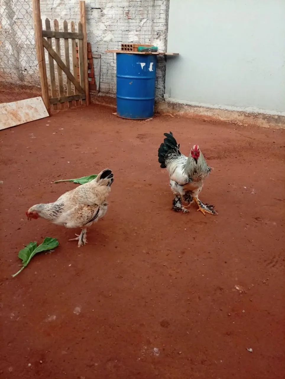 Casal de Brahma  - Foto 2
