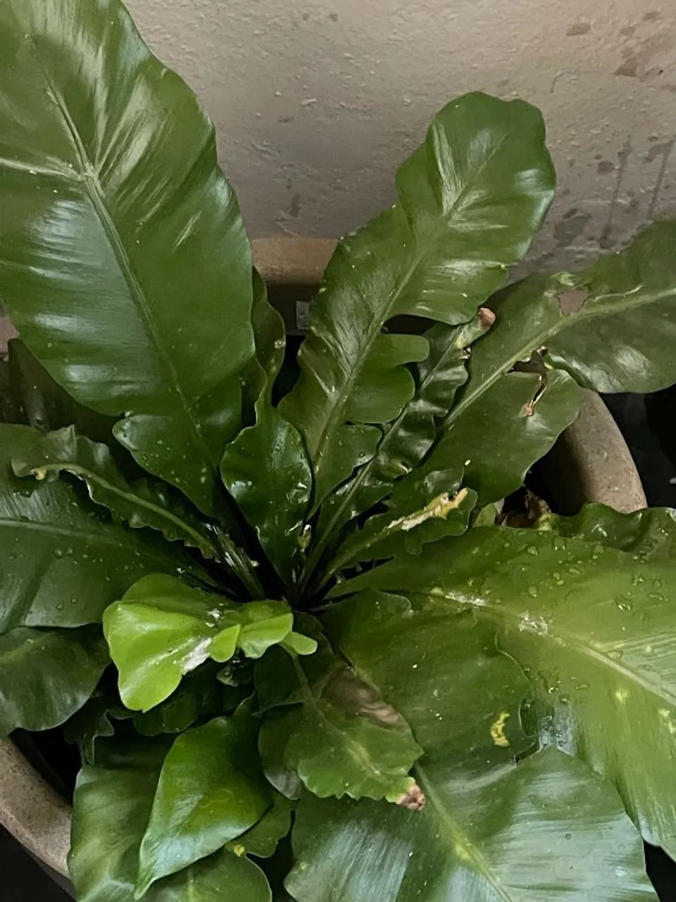 Plantas  - Foto 5
