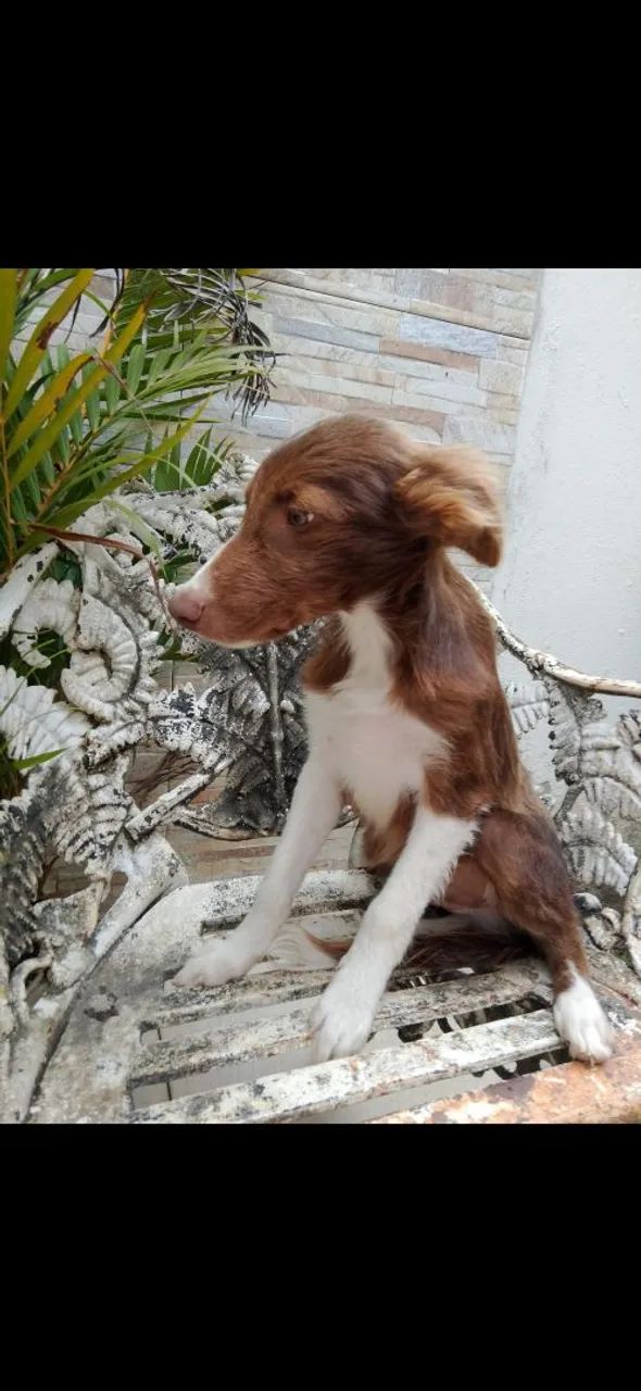 Filhote de Border Collie macho so tem 1  - Foto 4