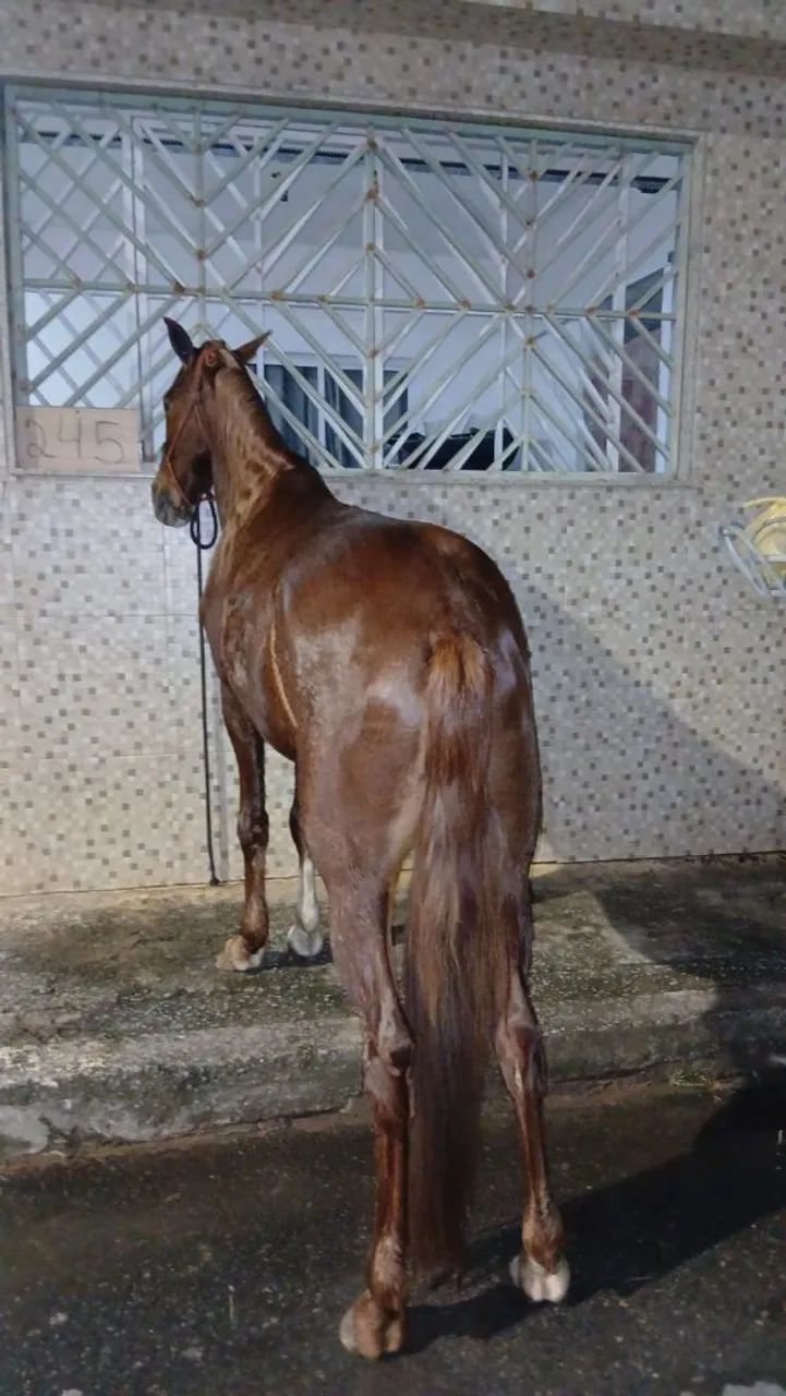 Cavalo  - Foto 2