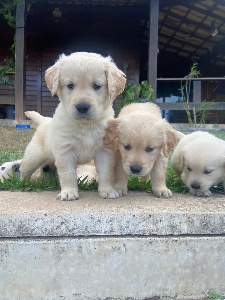 Golden retriever  - Foto 3