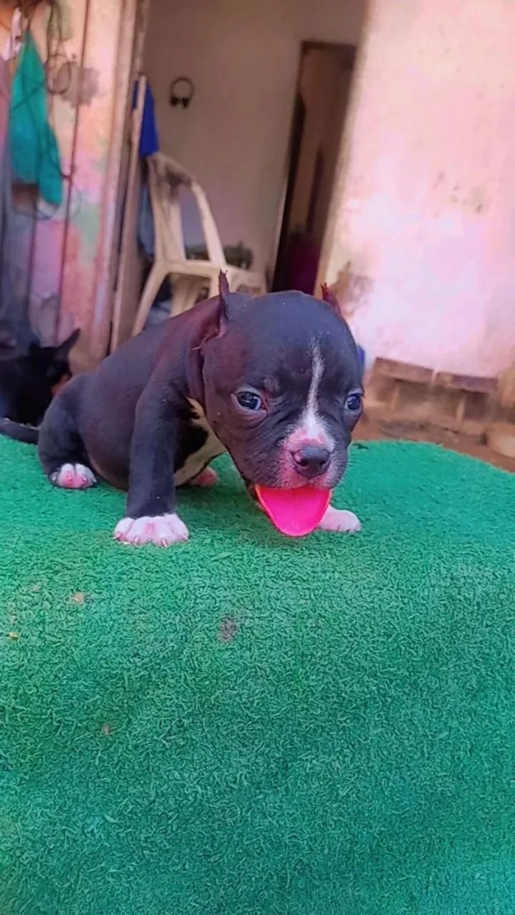 American Bully - Foto 2
