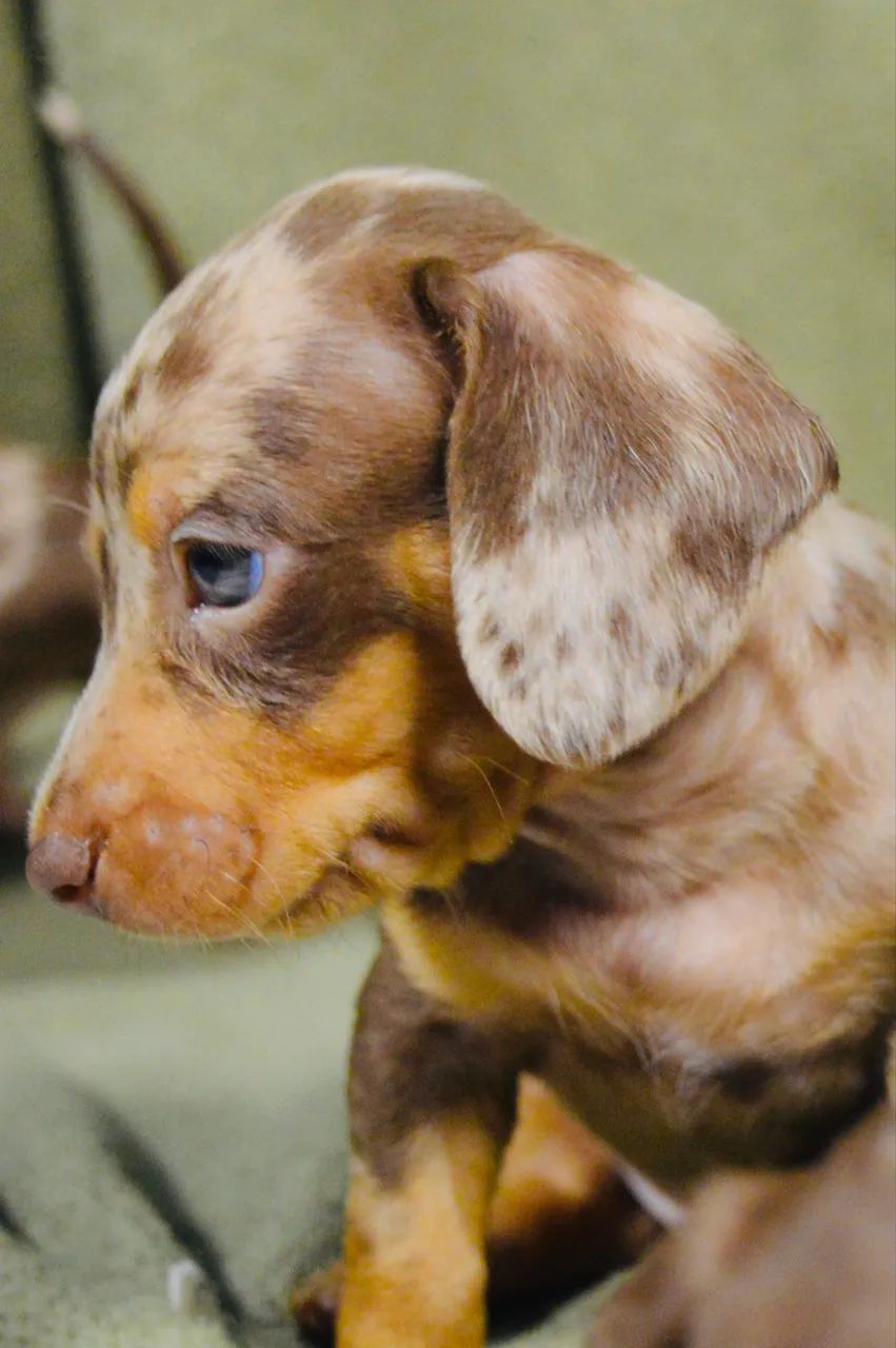 Dachshund filhote  - Foto 3