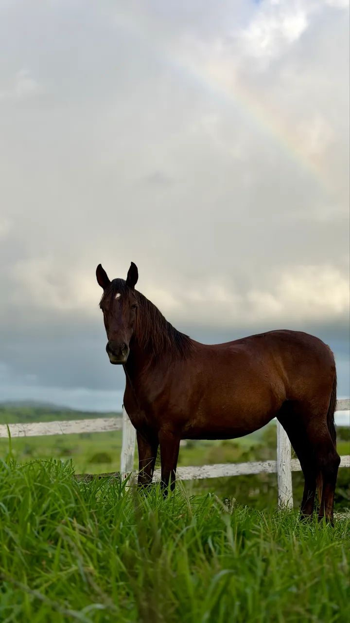 Cavalo mangalarga marchador registrado. - Foto 6