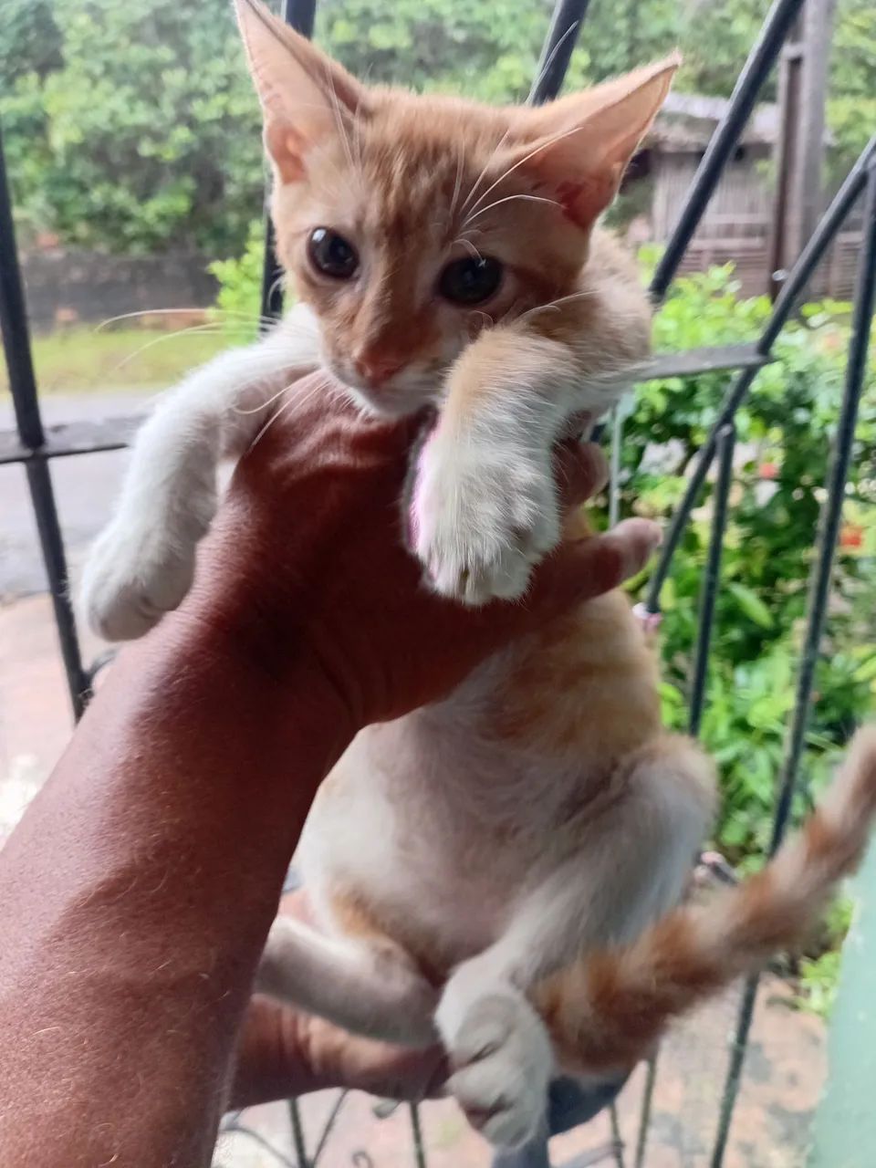 Doação responsável  - Foto 2