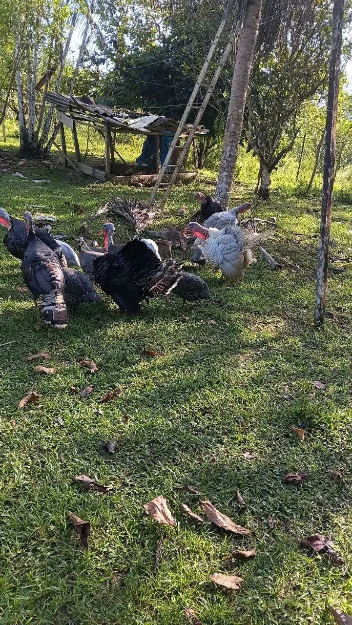 Peru
