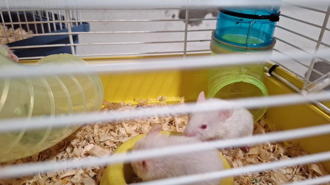 Hamster Sírio  - Foto 3