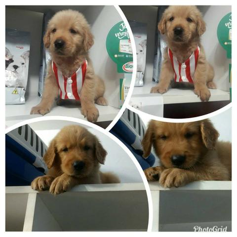 Golden Retriever Fofuxos e lindos vacinados Pedigree cartão 5x