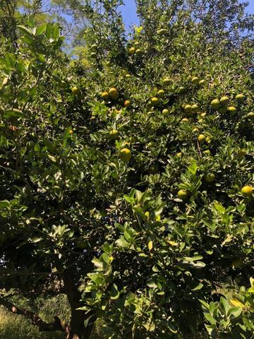 Chacara em Sto Antonio Leverger 110metros de Beira de Rio C/Tanque de Peixes Arvores Fruti - Foto 7